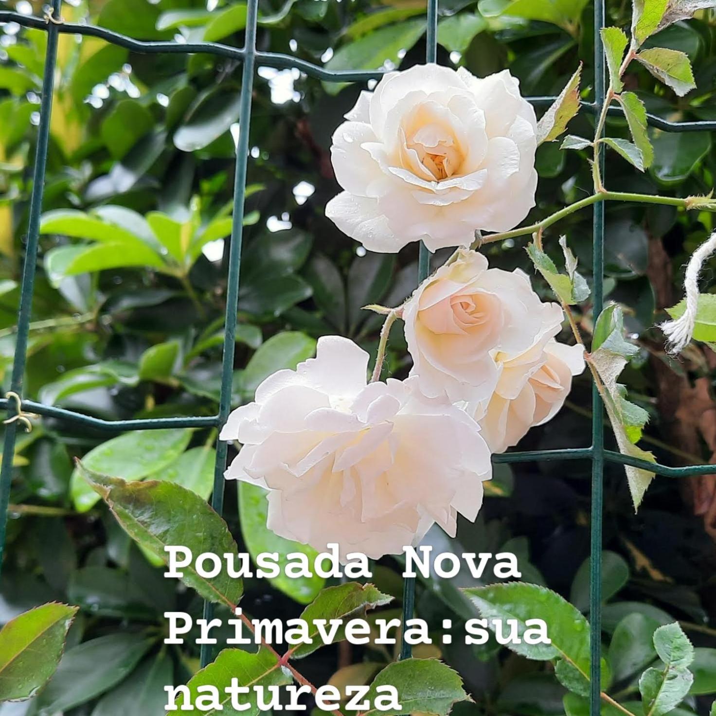 Pousada Nova Primavera Ubatuba Buitenkant foto