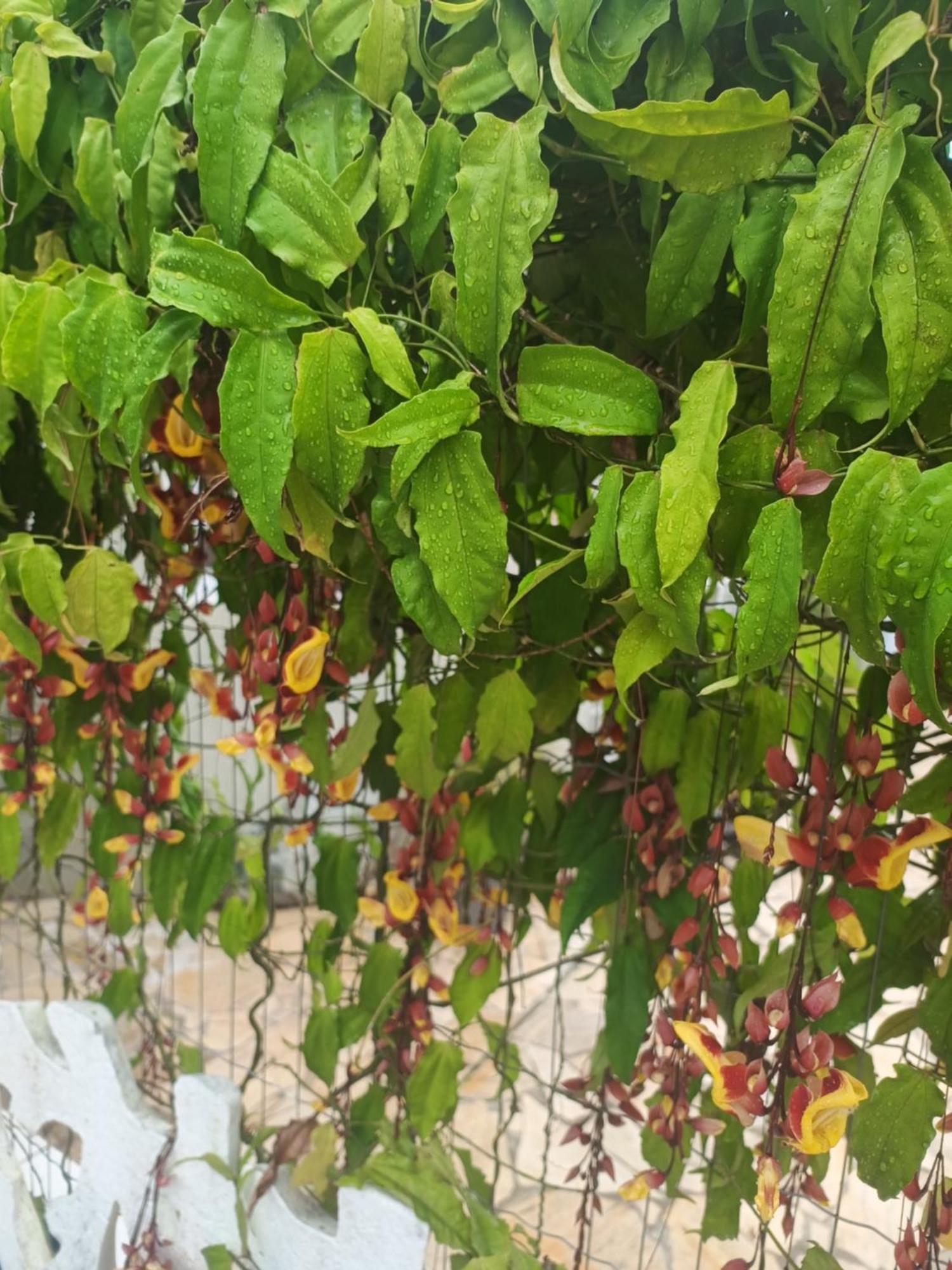 Pousada Nova Primavera Ubatuba Buitenkant foto