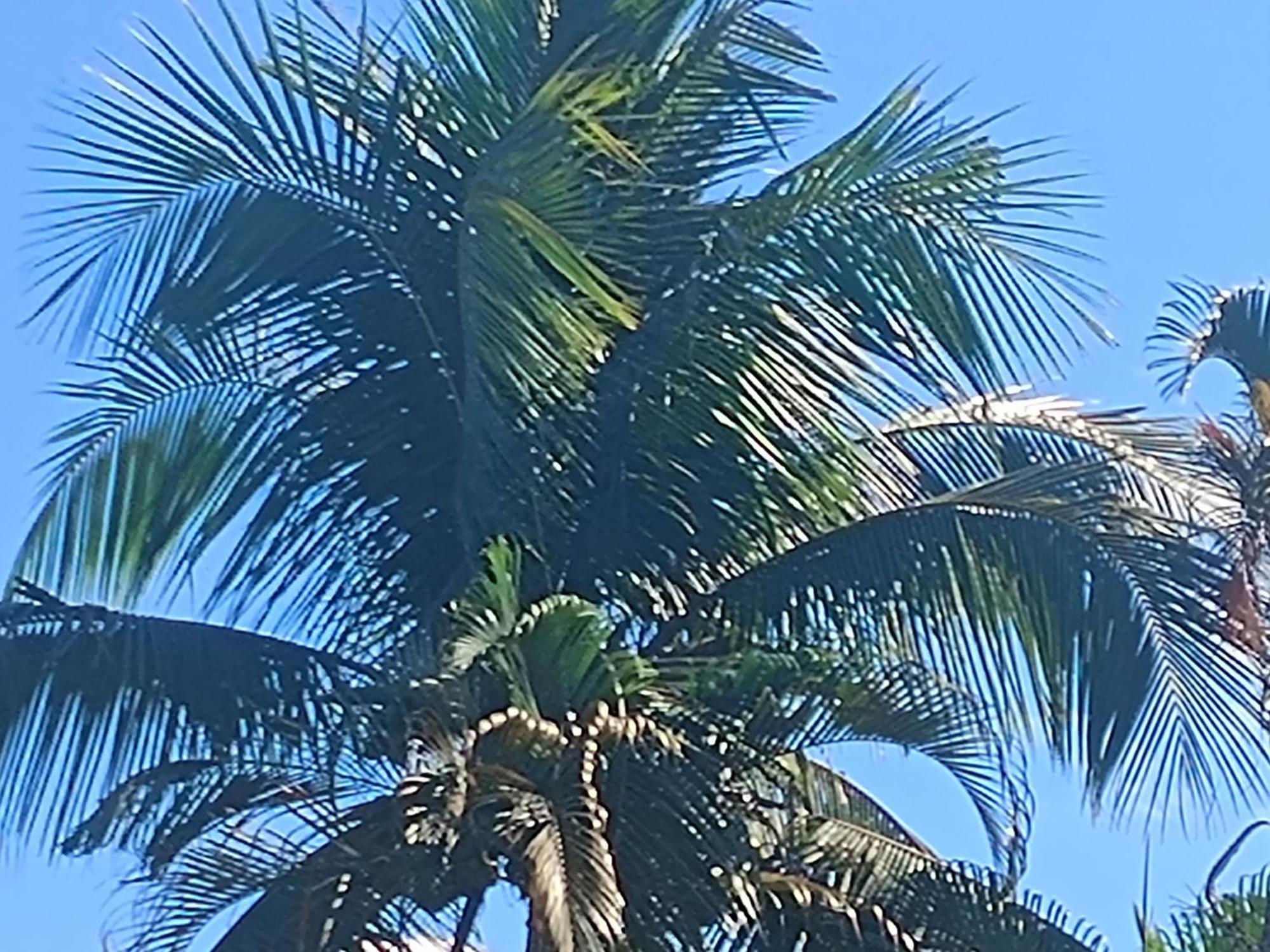 Pousada Nova Primavera Ubatuba Buitenkant foto